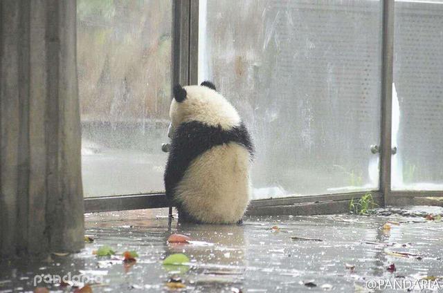 熊猫花花的脾气有多大,熊猫的脾气跟棕熊的脾气