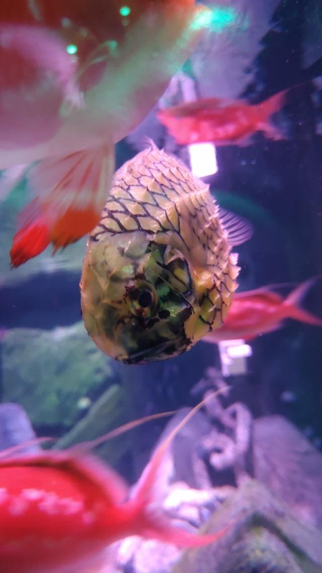 景点打卡日本名古屋乐高公园,日本名古屋乐高公园