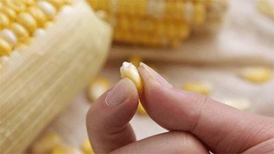 正宗爆浆水果玉米,甜脆水果玉米爆浆