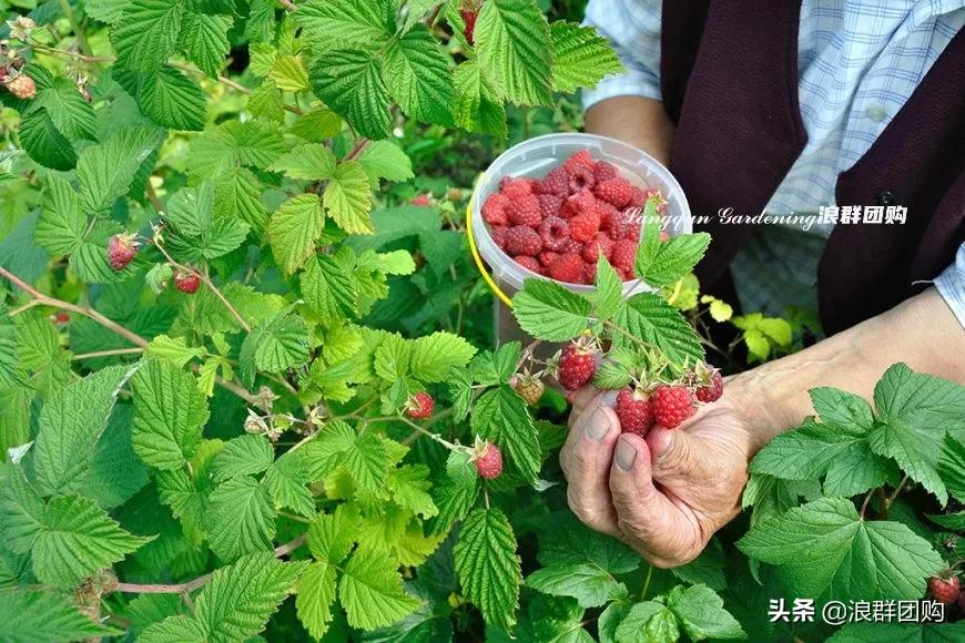 盆栽树莓能结多少果,盆栽果树一年可以长多高