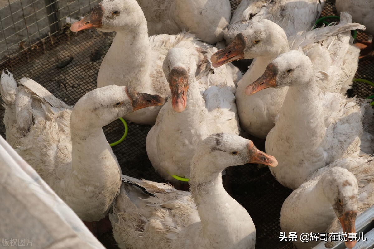 卖烤鹅一个月挣百十万,摆地摊套鹅一天能挣多少钱