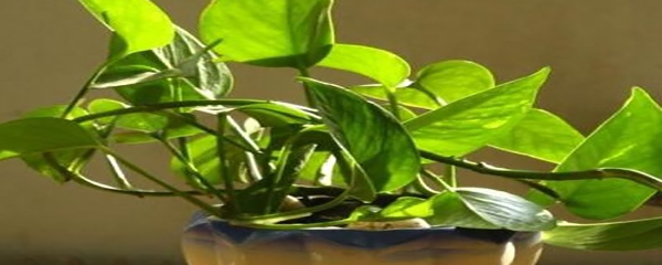 绿萝叶子发蔫补救方法,绿萝叶子蔫了怎么回事