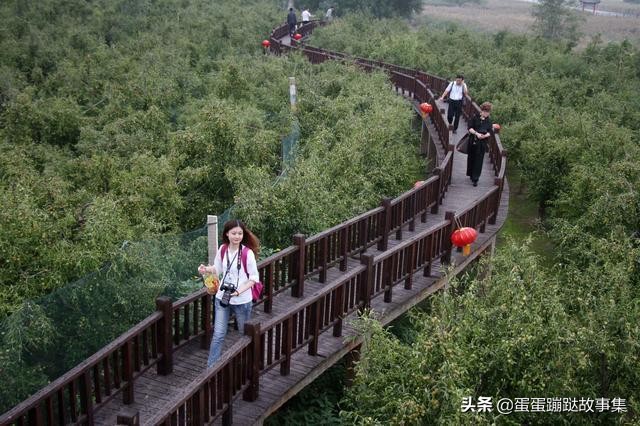 300多年老枣树至今仍结果,一斤卖到1000元