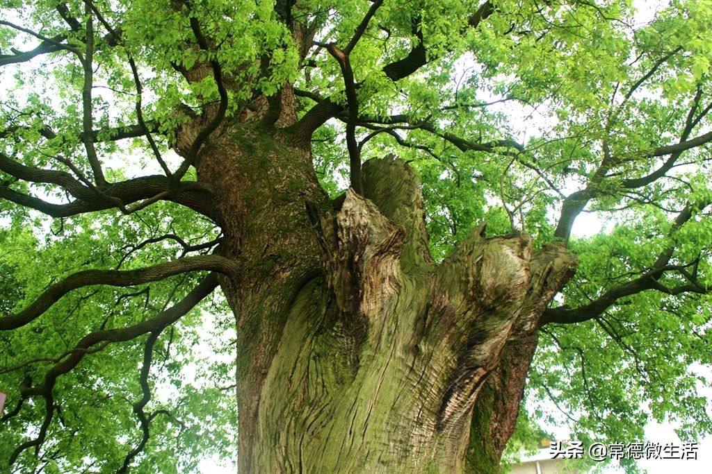 常德丹洲大草原介绍,丹洲草原风景