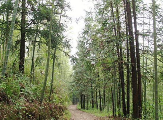 乡情散文：家乡的麻竹，抹不去的记忆