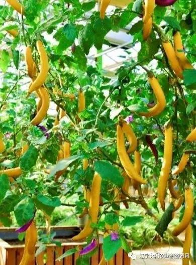 旅顺杏花村风景,旅顺杏花微雨醉春风