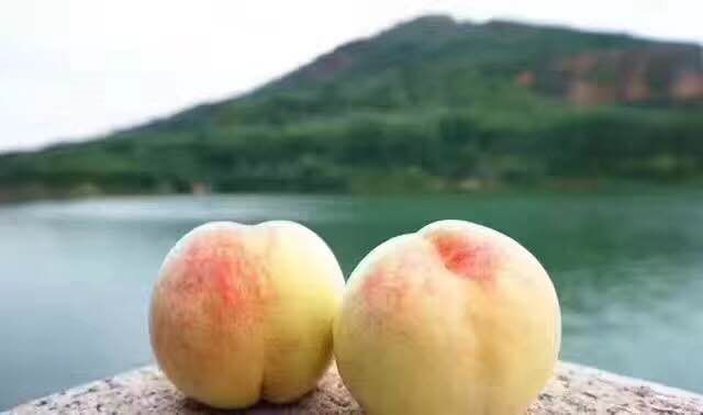 阳山水蜜桃市场真假,无锡阳山水蜜桃如何辨别