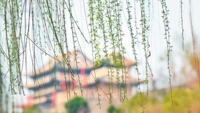 有一种春天叫西安的春天,西安古都的春天在哪里