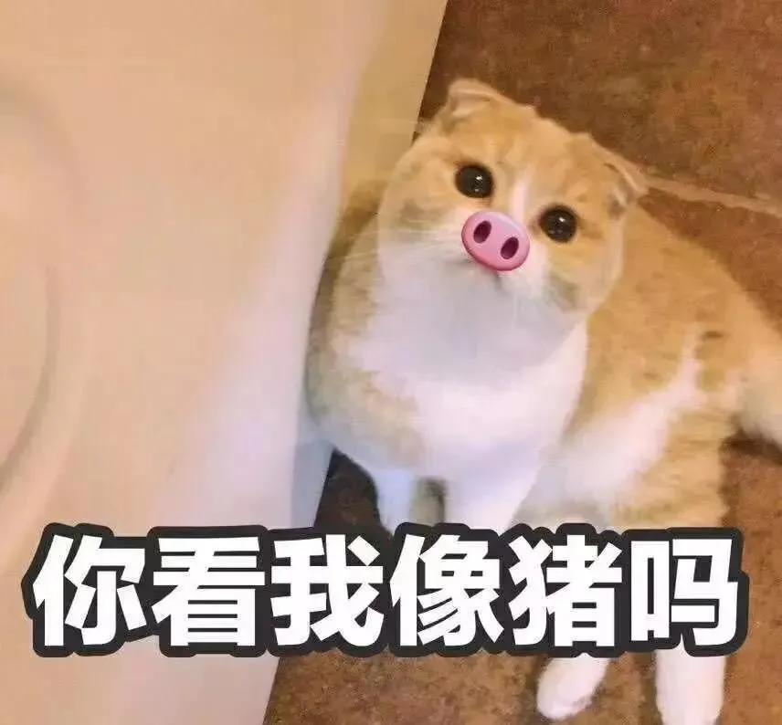 猫咪尿血需要怎么治疗,猫咪尿血有什么治疗方法