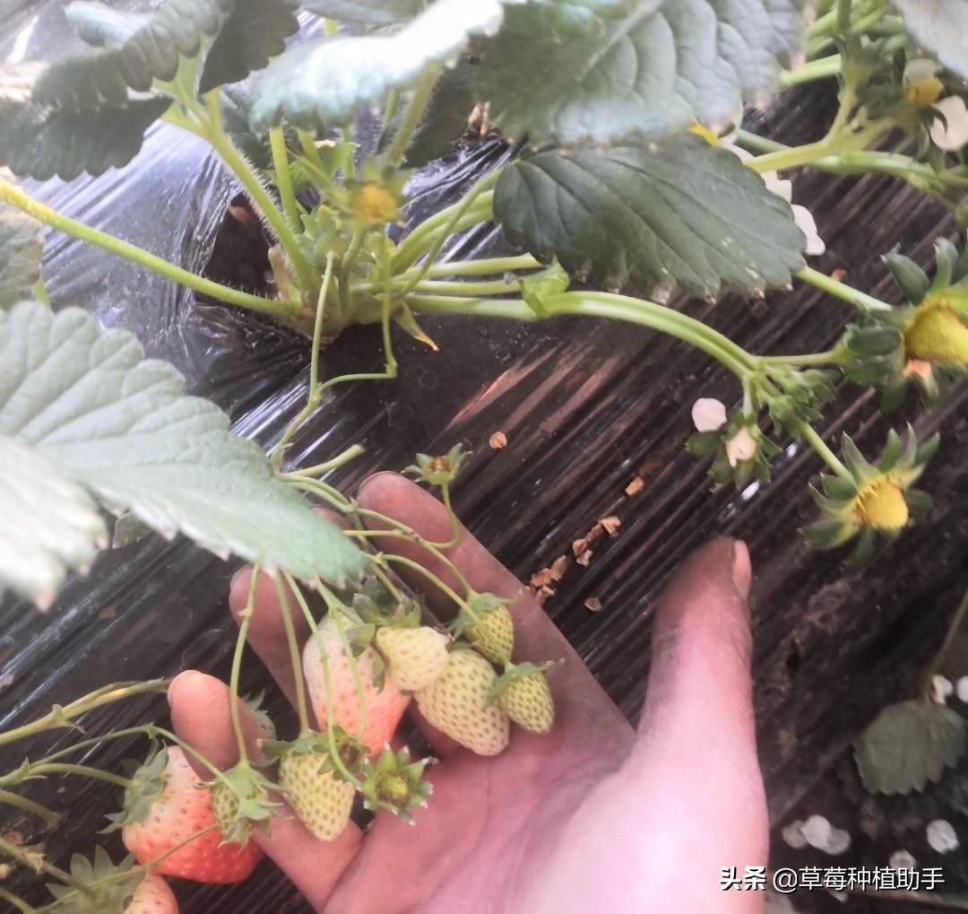 草莓春天不长果为什么,草莓只开花不坐果该怎么办