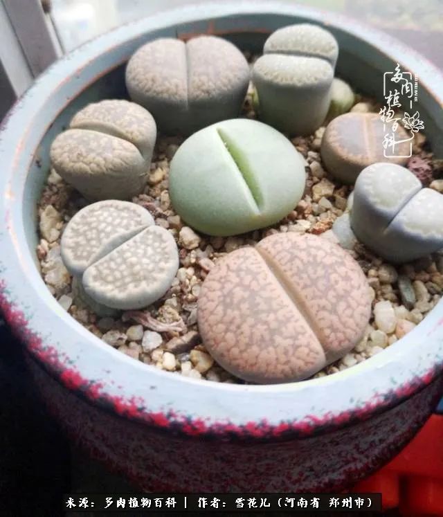 我的多肉乐园,多肉三寸阳台效果图