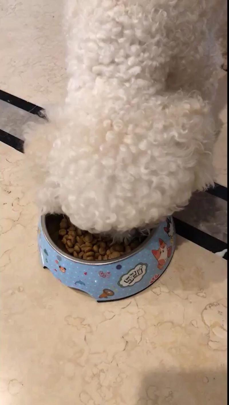 我家比熊吃什么狗粮才不会泪痕重,我家的比熊怎么什么都吃