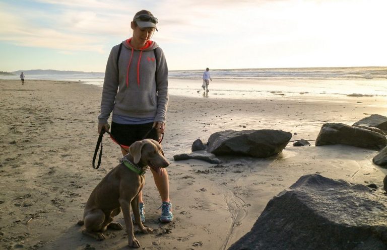 狗狗见狗就咬怎么纠正,狗看到陌生人就乱叫如何制止