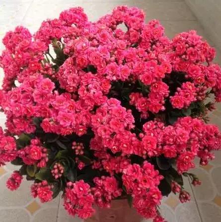 养花的盆要不要戳些洞,养花小知识小技巧大全图解