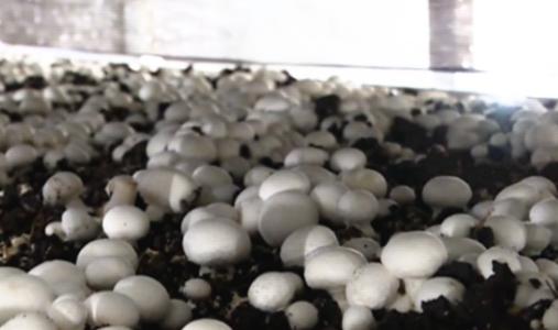 双孢菇菌种培养方法视频,双孢菇料进棚后二次发酵过程