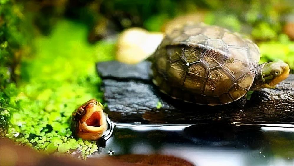 乌龟肠炎的症状与治疗,乌龟得肠炎治疗中可以稍微喂点吗