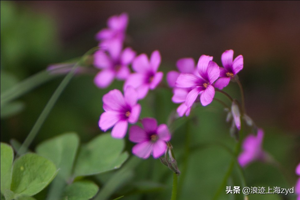 满地都是草的功效与作用,大面积红花酢浆草