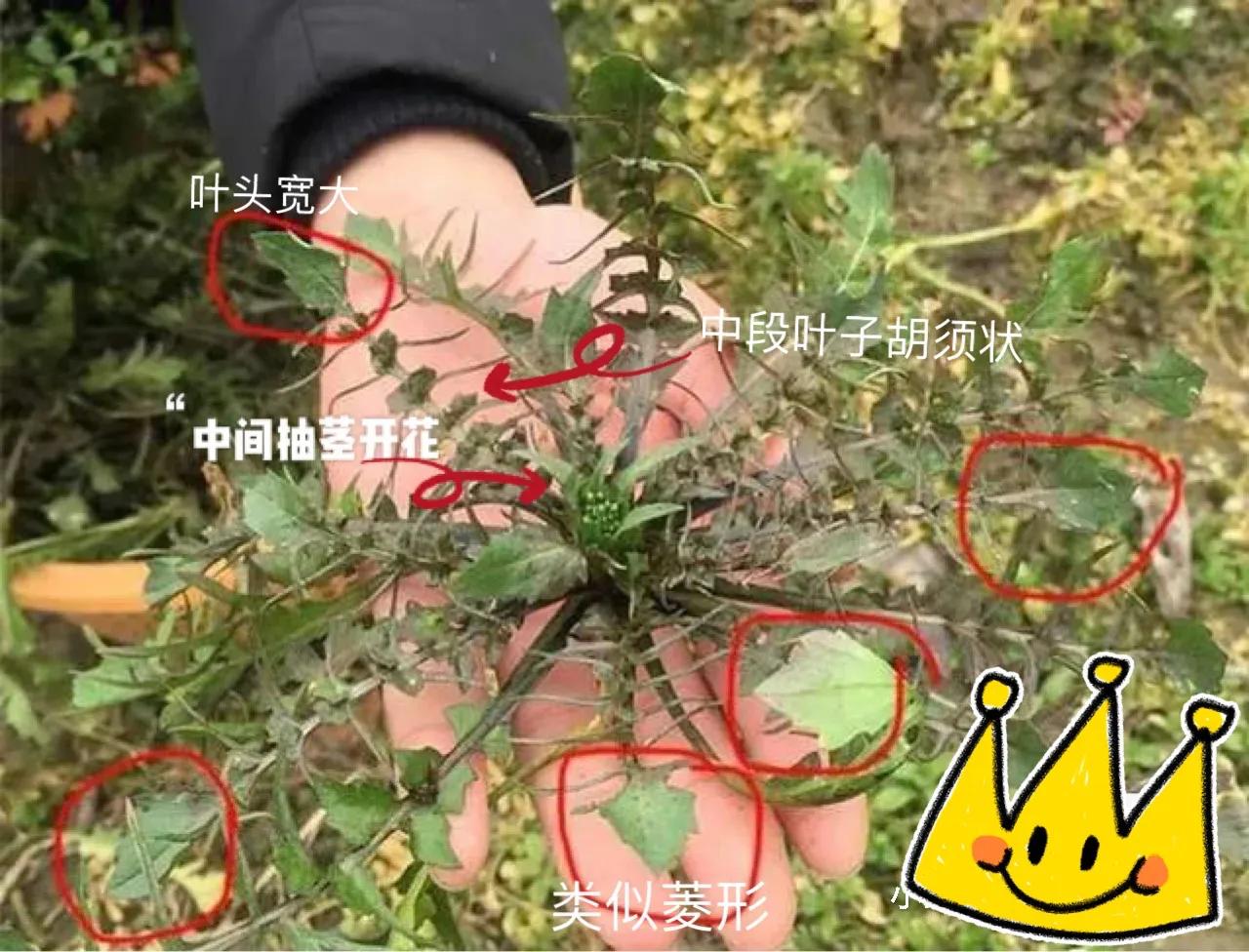 怎么判断荠菜嫩不嫩,如何辨别荠菜视频