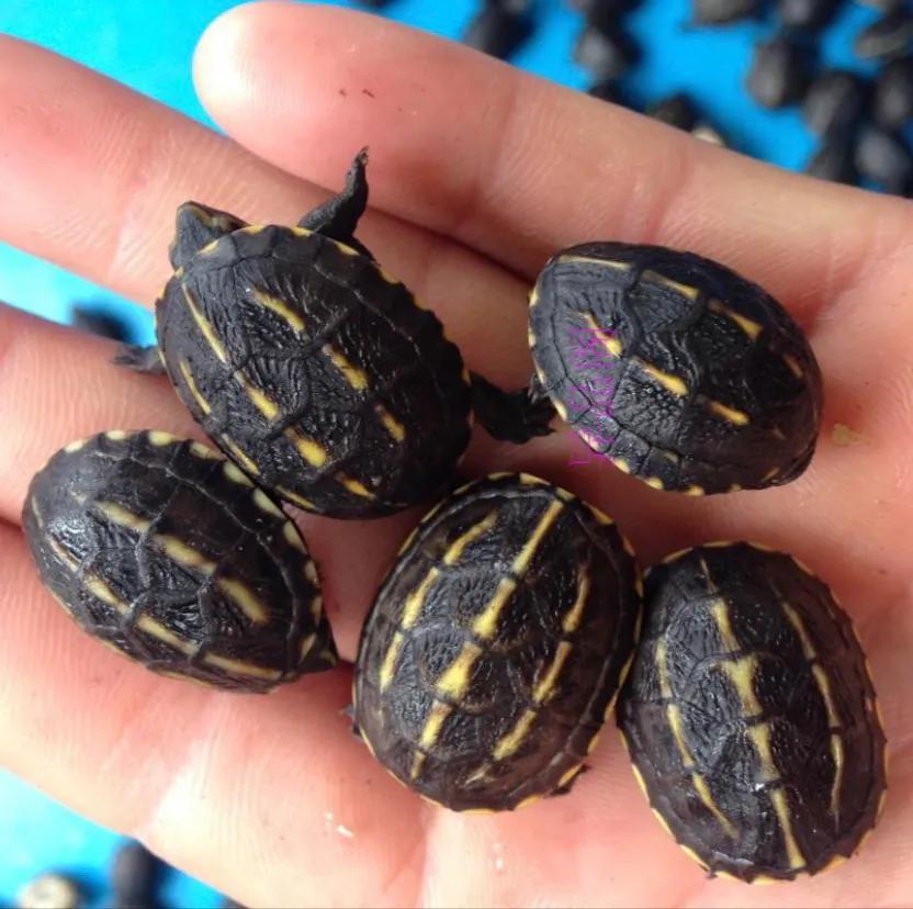 三养养殖,三养操作流程