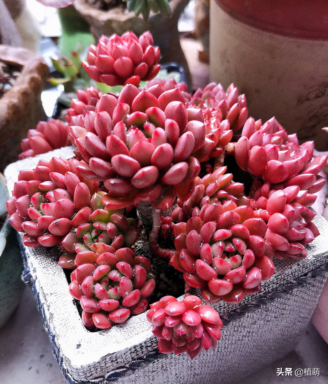 红宝石三年不爆盆是什么原因,红宝石怎么养爆盆