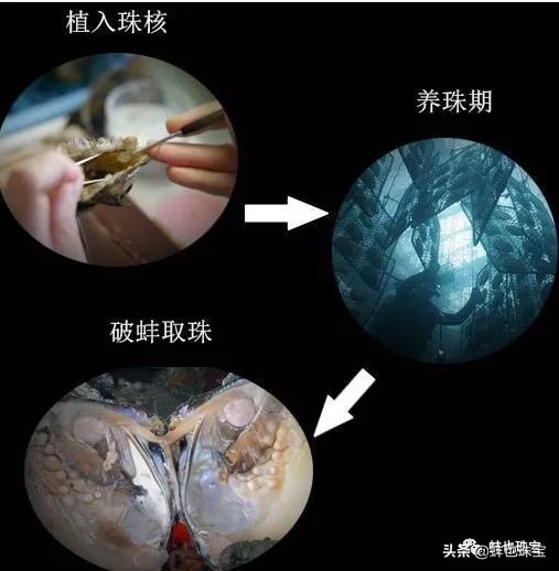 珍珠是什么物质组成的,珍珠是什么做的