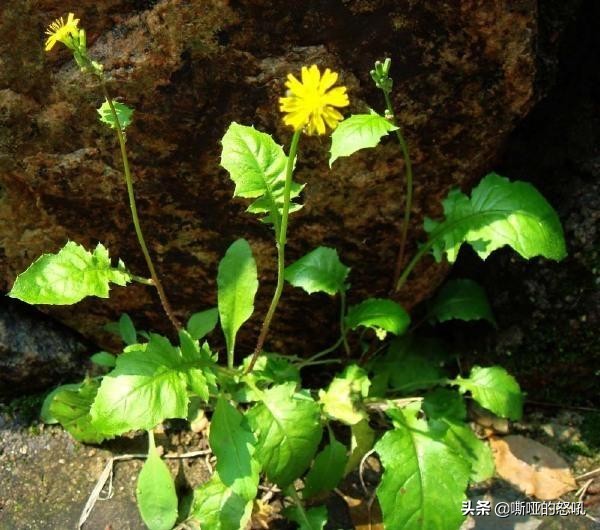 有种野菜叫黄花菜怎么吃,看黄瓜须就知道黄瓜缺什么