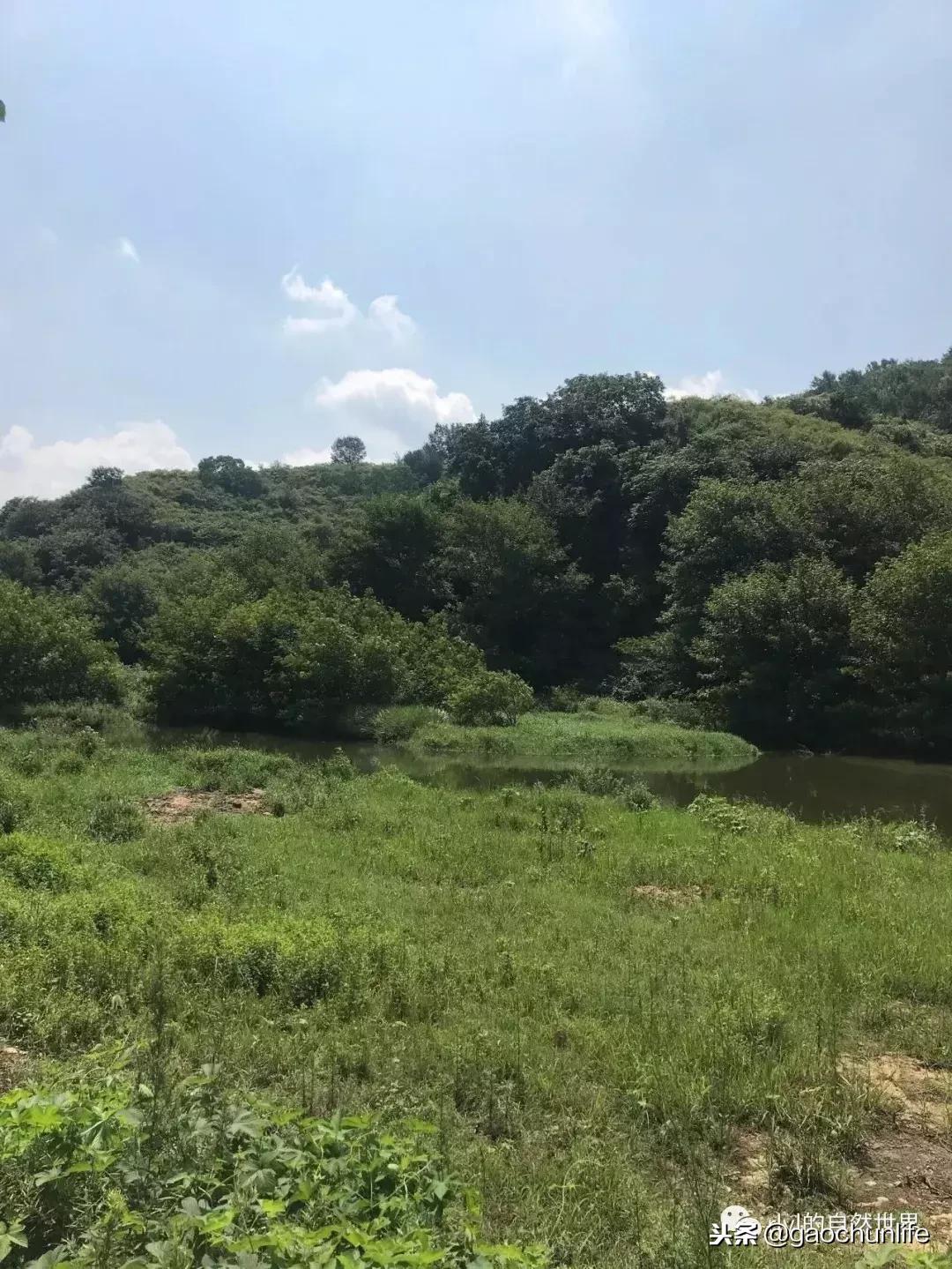 大草龟和小草龟谁好养,变异草龟和草龟的区别