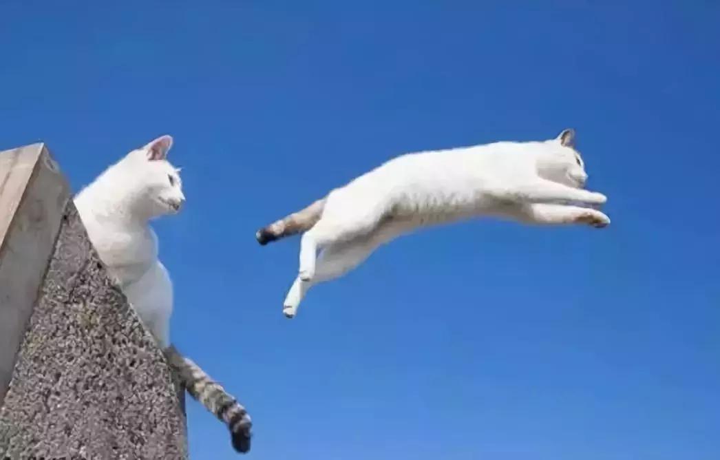 猫咪脖子里游动的肉球,猫咪肉球正常是热的吗