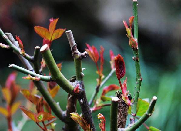 怎样让月季花朵变大,怎样让地栽月季冠幅变大