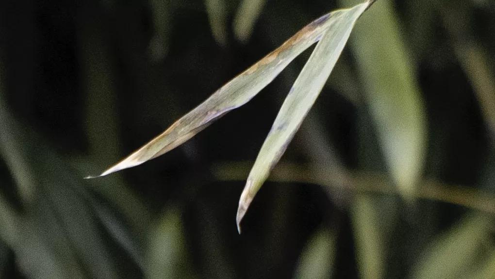 佳能rf70-200mmf4镜头价格,轻巧大光圈长焦佳能rf70-200mmf2