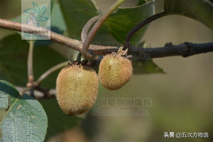 凤梨就是金菠萝吗,凤梨就是菠萝的一种