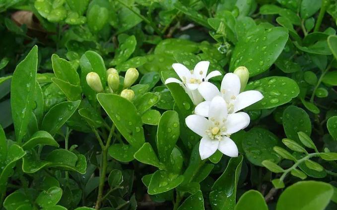 怎么养九里香才能开花,养好一盆九里香诀窍在这里