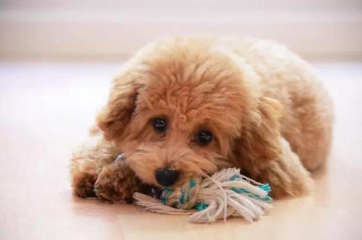 怎么改掉母泰迪做流氓动作,泰迪耍流氓的原因分析