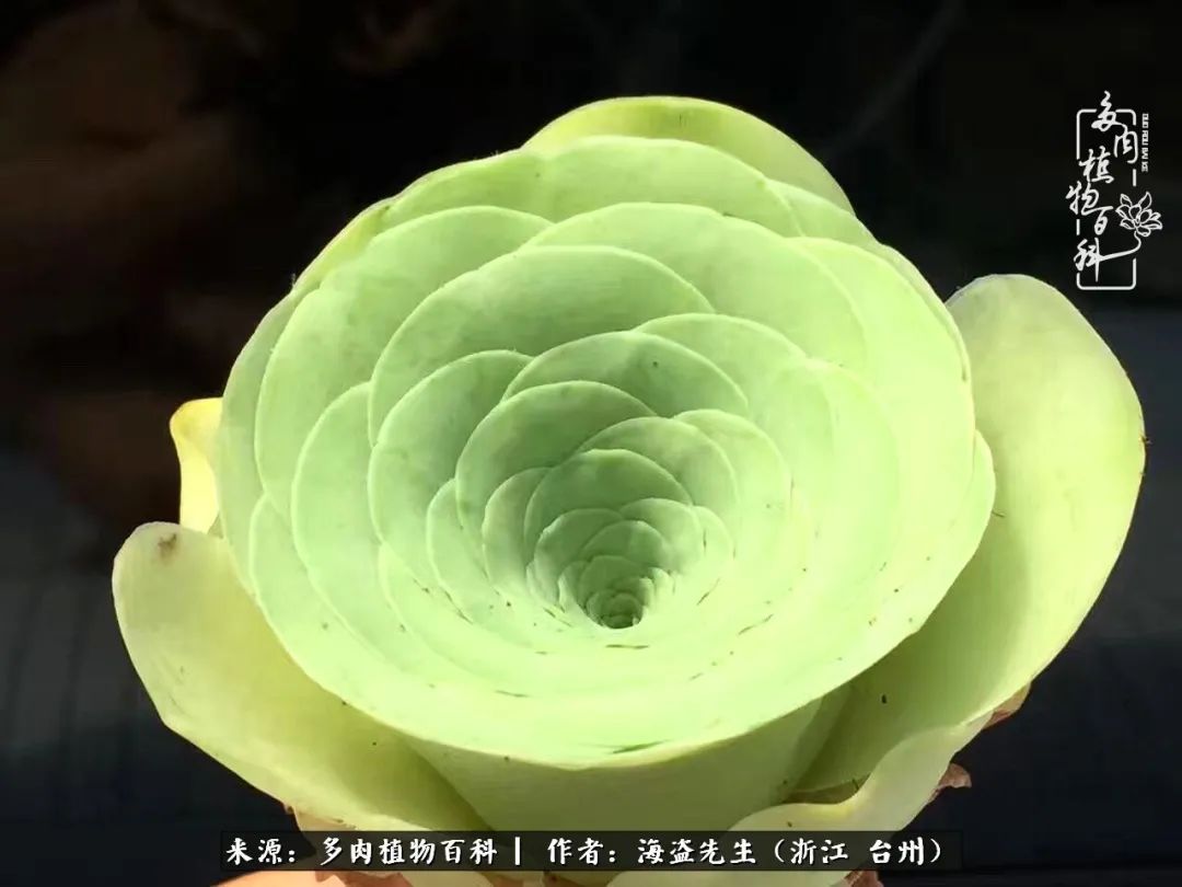 山地玫瑰养护顺口溜,山地玫瑰的养护种植注意事项视频