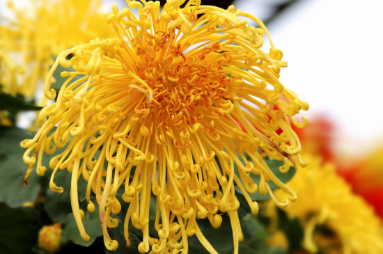 菊花有种子种的吗,菊花种子种类长长的