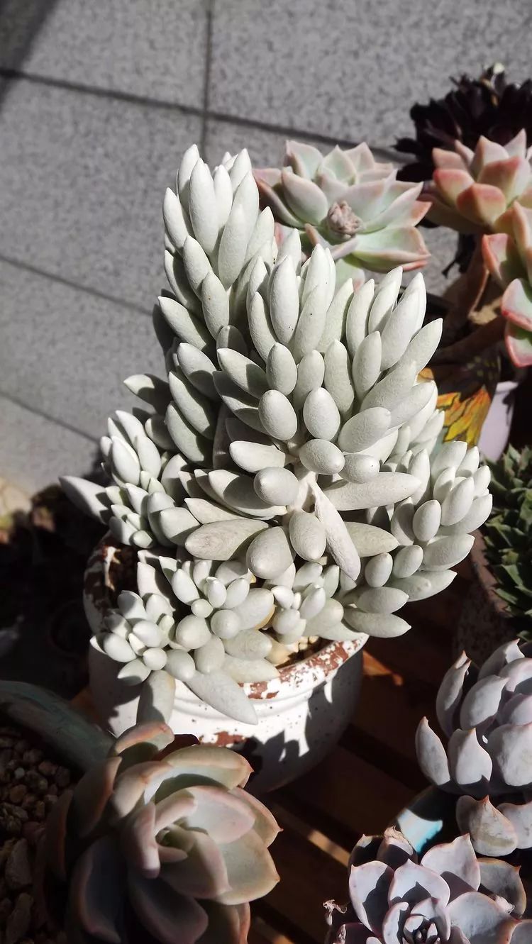 爱机车，爱多肉，宝妈花姐的诗和远方