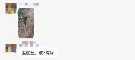 真香预警有哪些,怎样通过宠物粪便判断健康