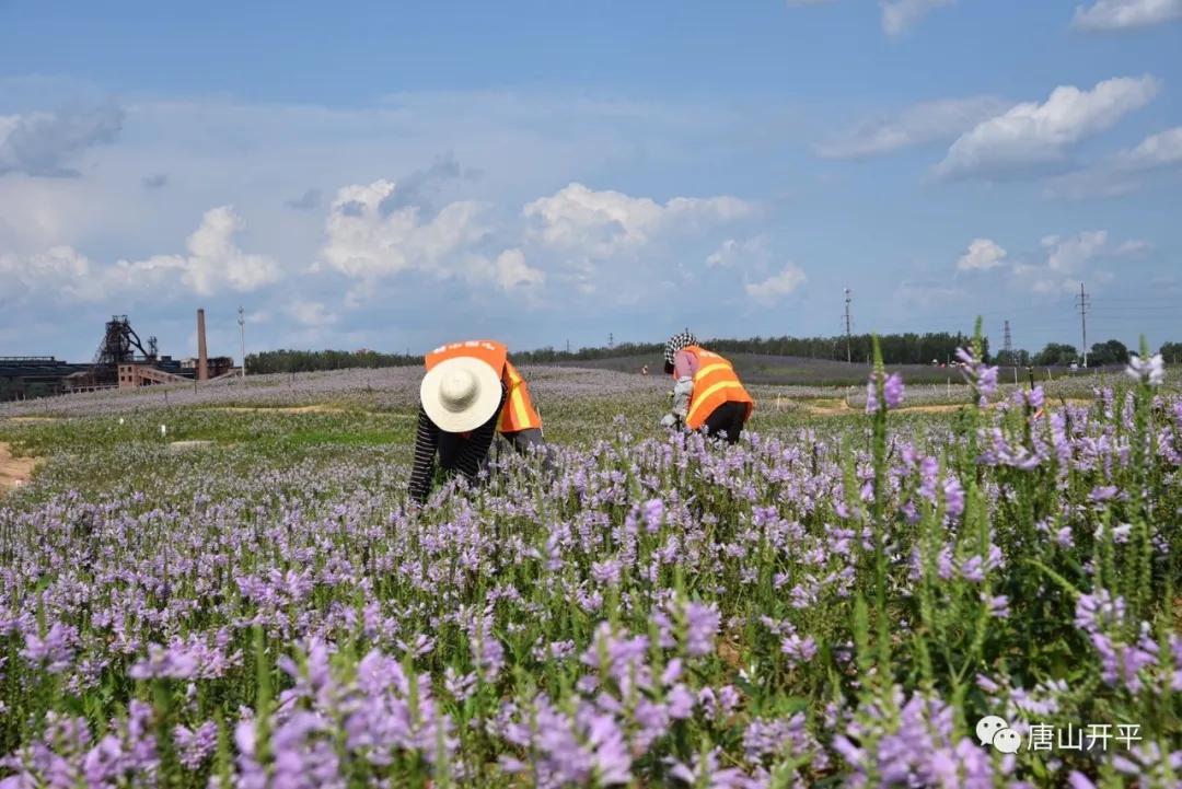 开平的美惊艳了时光,一起去感受开平的魅力