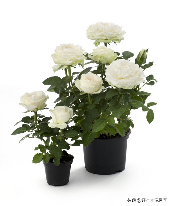 月季品种大全大图欣赏,美到窒息的月季品种图片