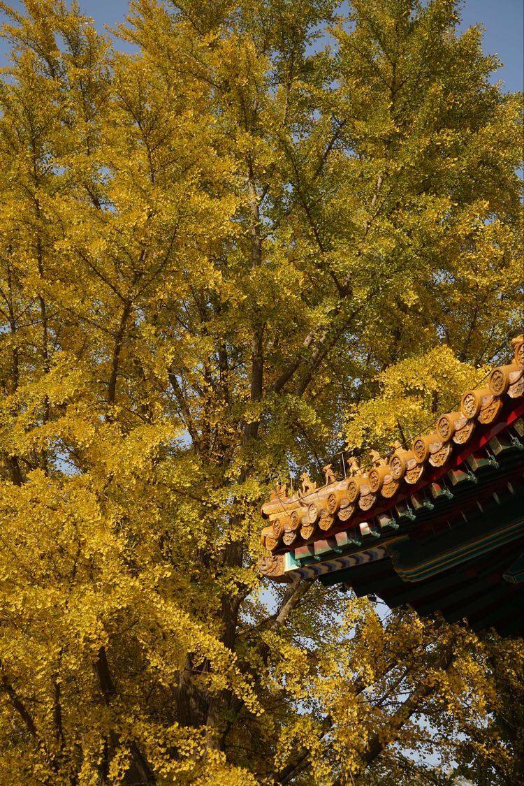 金色的北京犬,金色的北京现代汽车