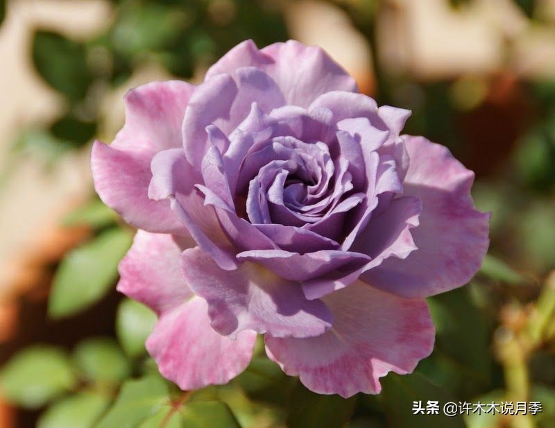 新手月季种植手册，牢记这6点，不死苗、开花多。新手收藏备用