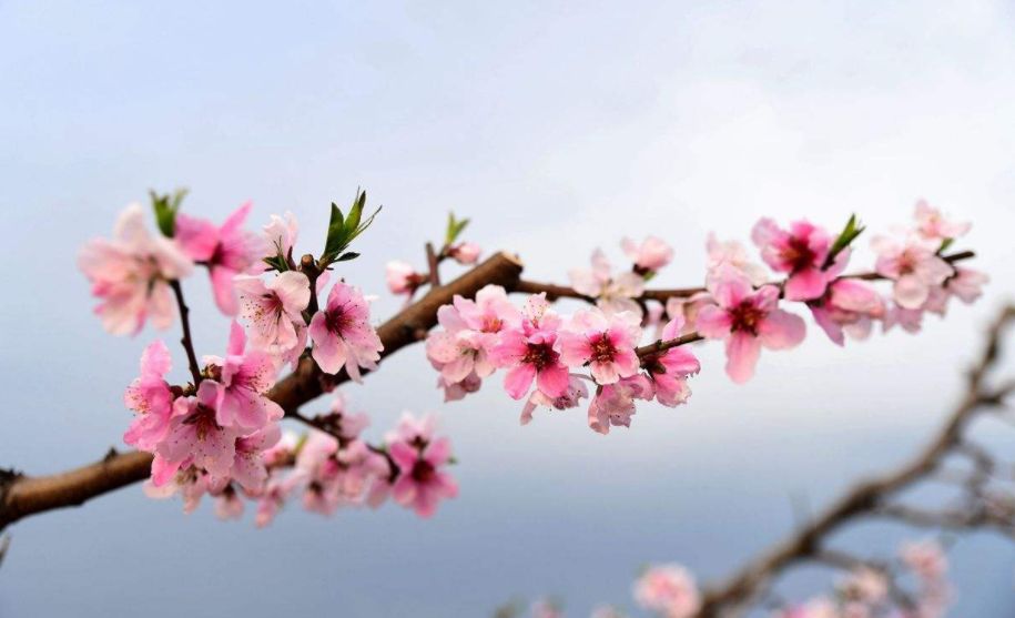 原创诗词—往事如风皆隐去心中幽梦雪莲香