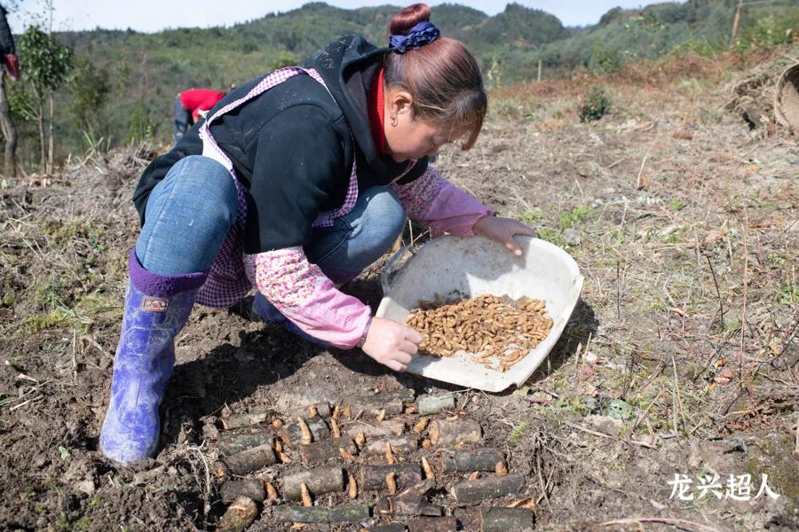 安徽道地药材天麻,天麻的道地药材