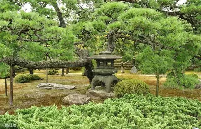 苗木规格术语有哪些,园林绿化的苗木术语