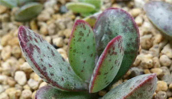 多肉群生奶油泡芙,水泡草莓蛋糕