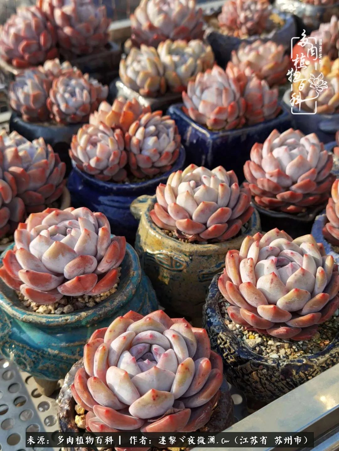 围观多肉版武林大会，一起穿越吧,下