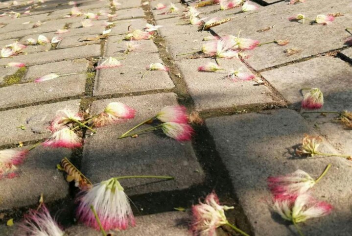 *欢合**花：花美叶美、有色有香的*欢合**花，管理与栽培