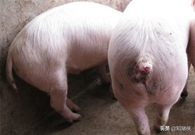 猪互相咬怎么处理最好,猪老咬尾巴是什么病