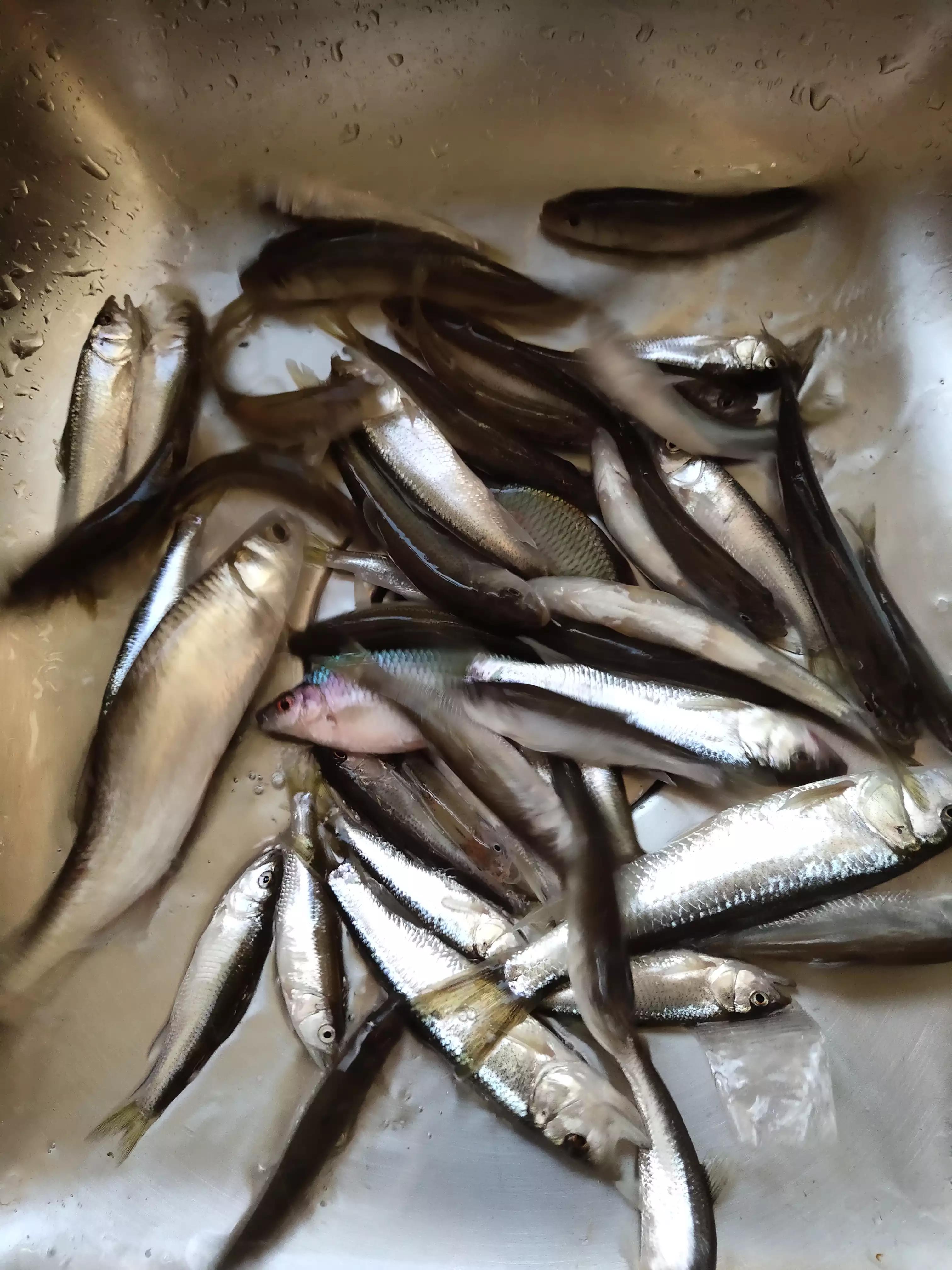 宁波镇海钓鱼野钓最新地点,宁波九龙湖水库钓鱼攻略