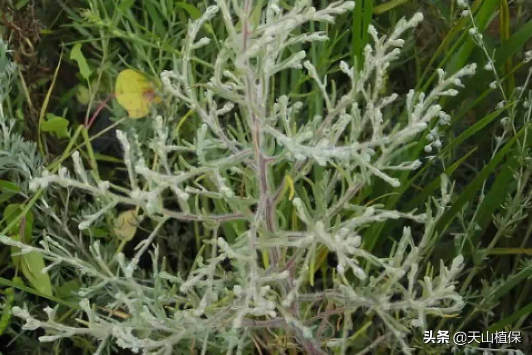 野外发现珍贵的植物千万要注意,新疆南疆常见荒漠野生植物